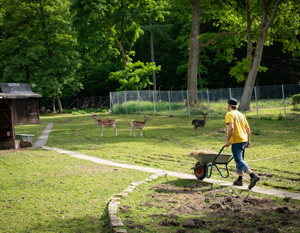 Eine leistungsberechtigte Person füttert das Wild im Gehege.