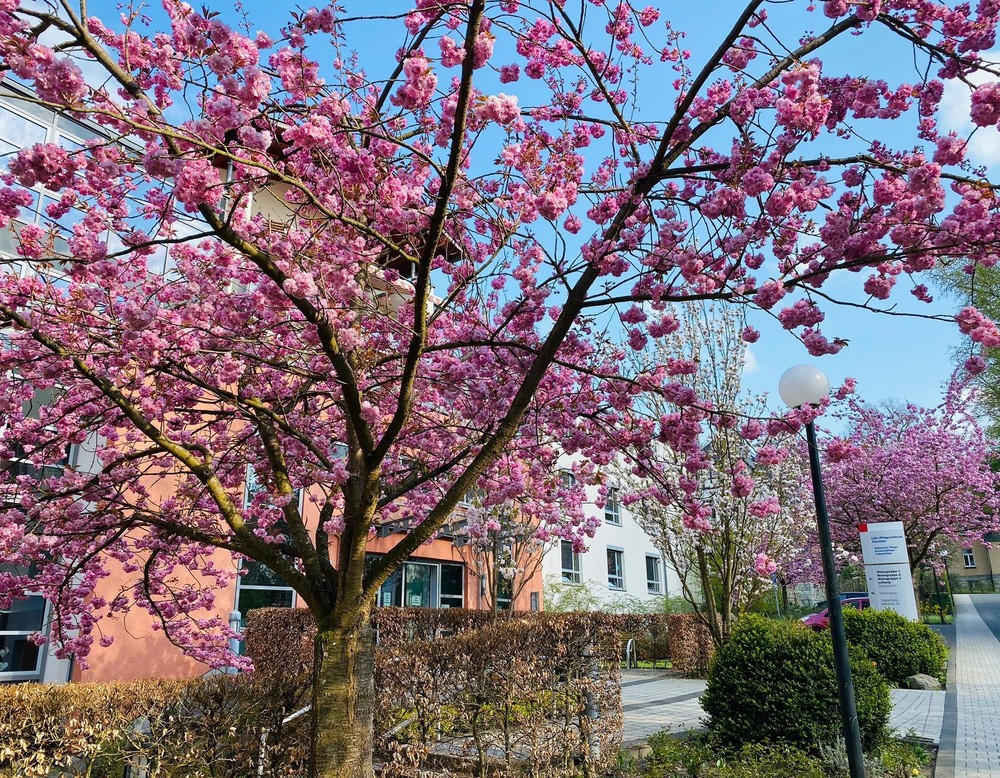 Außenaufnahme des Pflegezentrums bei der Kirschblüte